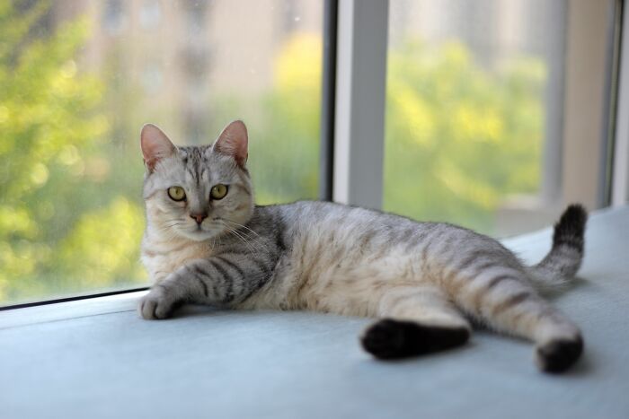 Cats Are Not Lone Wolves, They Bond With You