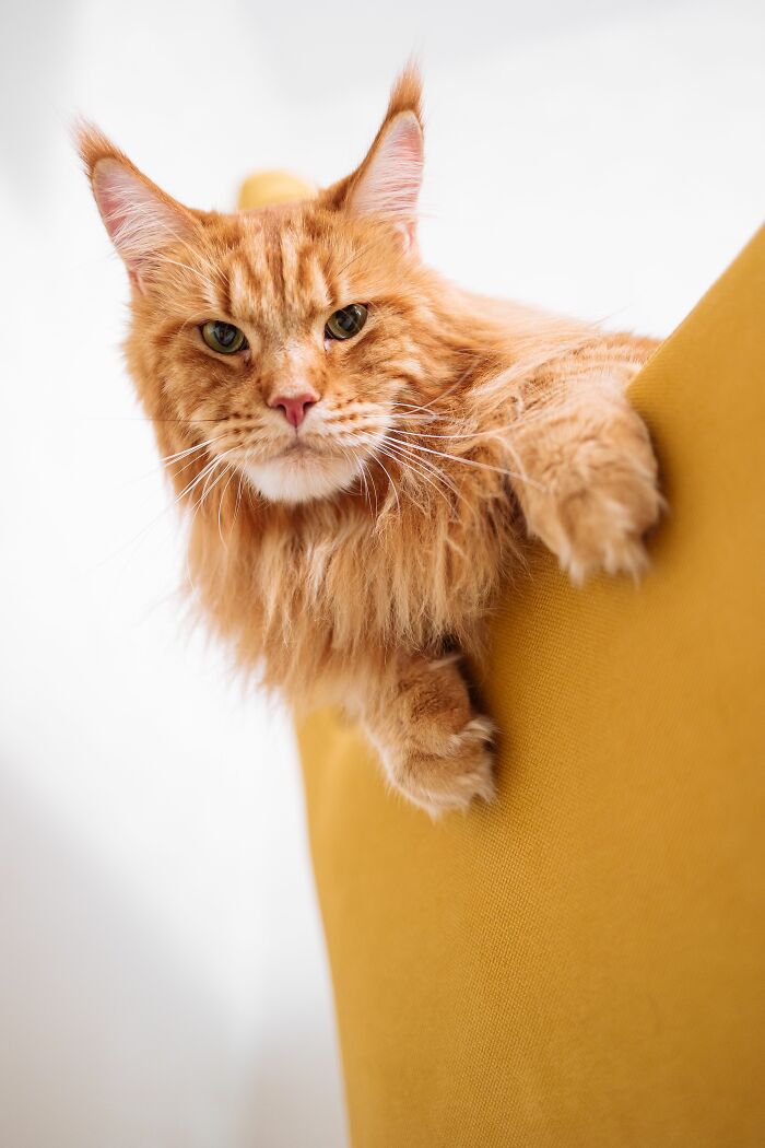 Cats Aren’t Always Solo Animals