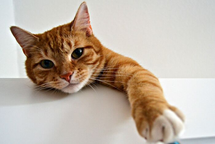 Scratching Isn’t Being Naughty, It’s Totally Normal