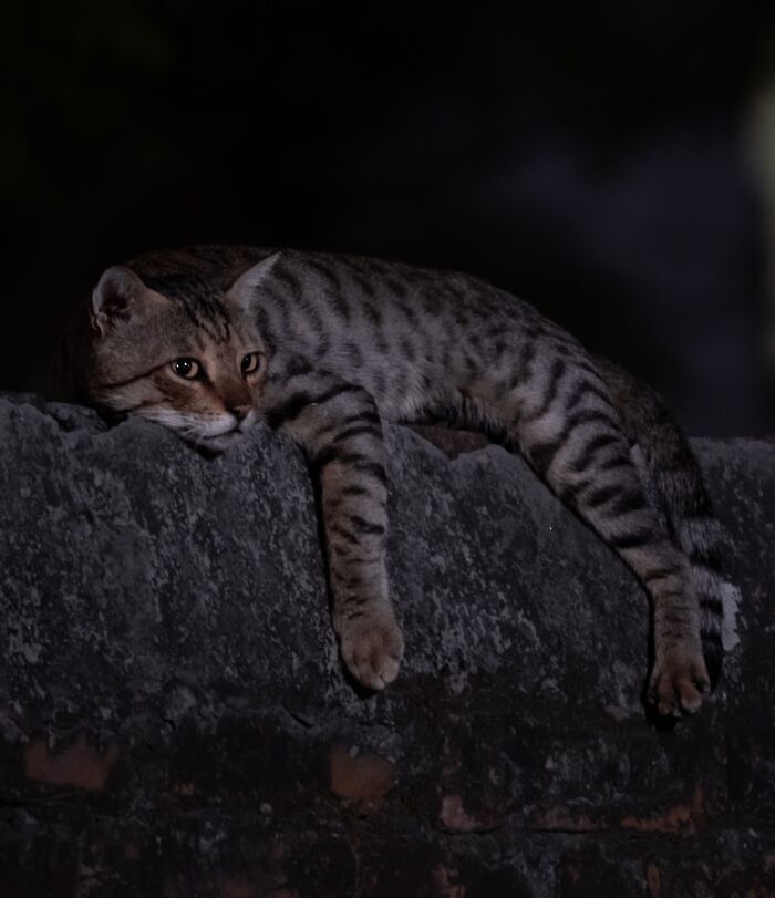 Cats Are Night Owls, But Not Totally Nocturnal