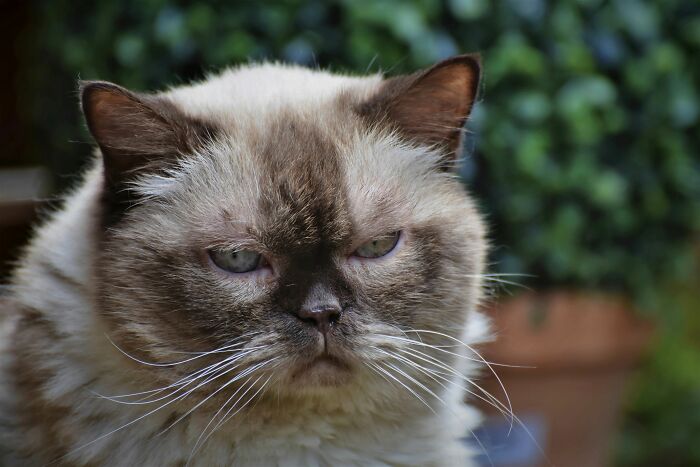 Cats Aren't Plotting Revenge When They Misbehave