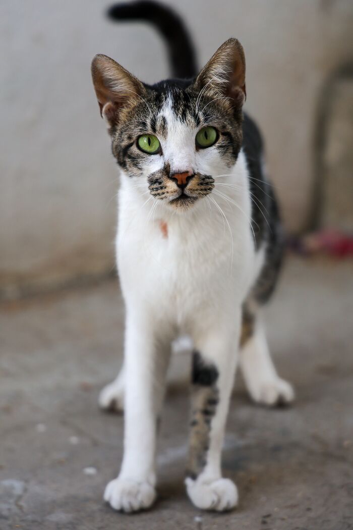 Cats Don’t Always Land on Their Feet (Gasp!)