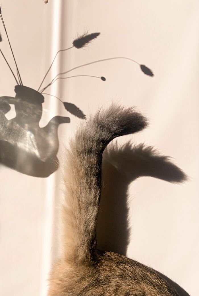 A Flicking Tail Is More Like "Back Off!" Than Happy Wiggles