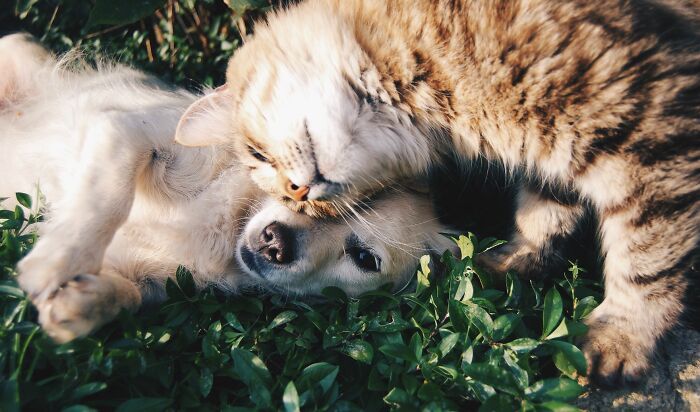 Cats And Dogs: Frenemies or BFFs? Depends!