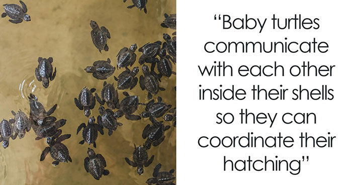 The 79 Wildly Fun Facts That’ll Make Your Brain Do a Happy Dance
