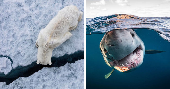 45 Wild Animal Pics That Make You Go Whoa, Nature Is Crazy Cool