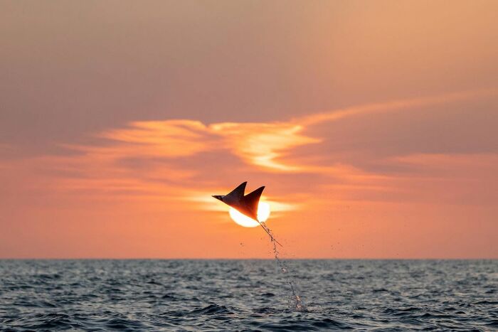 45 Wild Animal Pics That Make You Go Whoa, Nature Is Crazy Cool