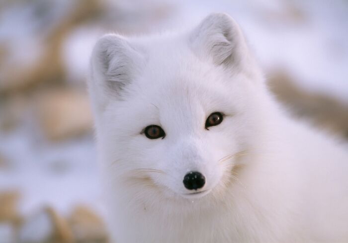 45 Wild Animal Pics That Make You Go Whoa, Nature Is Crazy Cool