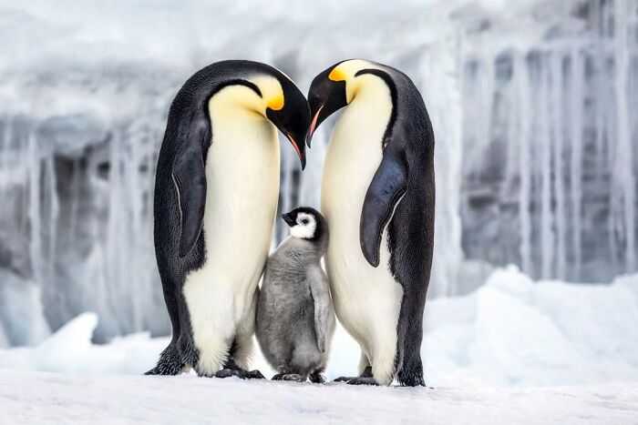 45 Wild Animal Pics That Make You Go Whoa, Nature Is Crazy Cool
