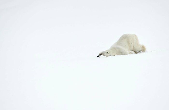 45 Wild Animal Pics That Make You Go Whoa, Nature Is Crazy Cool