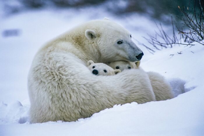 45 Wild Animal Pics That Make You Go Whoa, Nature Is Crazy Cool