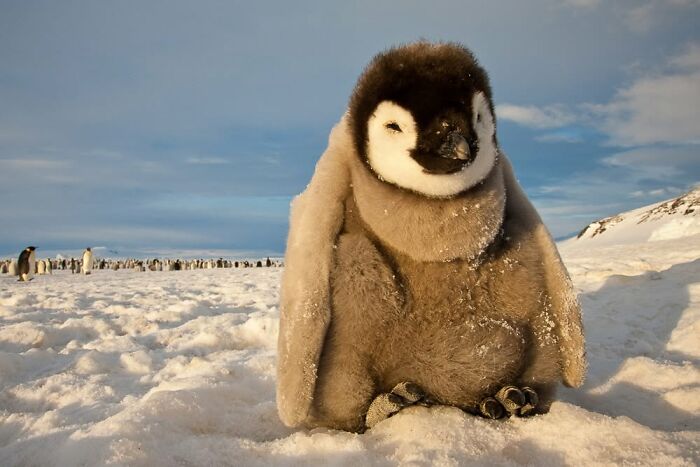 45 Wild Animal Pics That Make You Go Whoa, Nature Is Crazy Cool