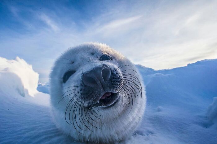 45 Wild Animal Pics That Make You Go Whoa, Nature Is Crazy Cool
