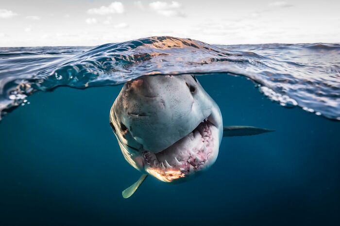 45 Wild Animal Pics That Make You Go Whoa, Nature Is Crazy Cool