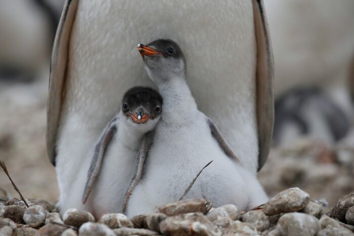 45 Wild Animal Pics That Make You Go Whoa, Nature Is Crazy Cool