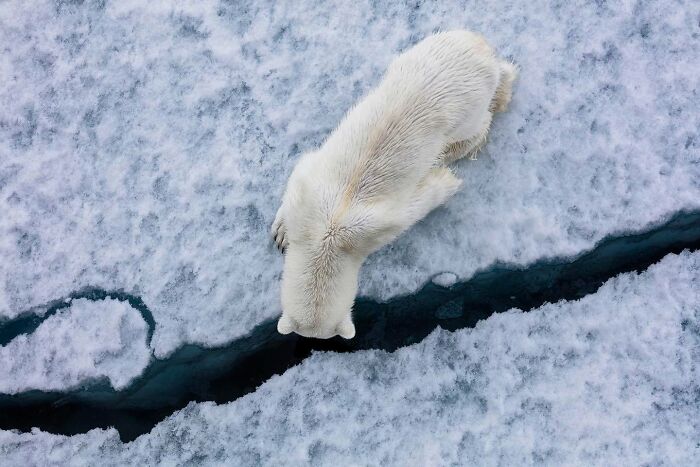 45 Wild Animal Pics That Make You Go Whoa, Nature Is Crazy Cool