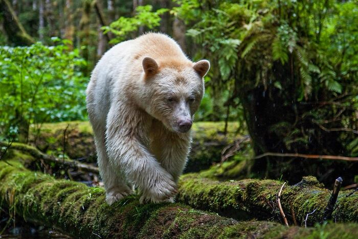 45 Wild Animal Pics That Make You Go Whoa, Nature Is Crazy Cool