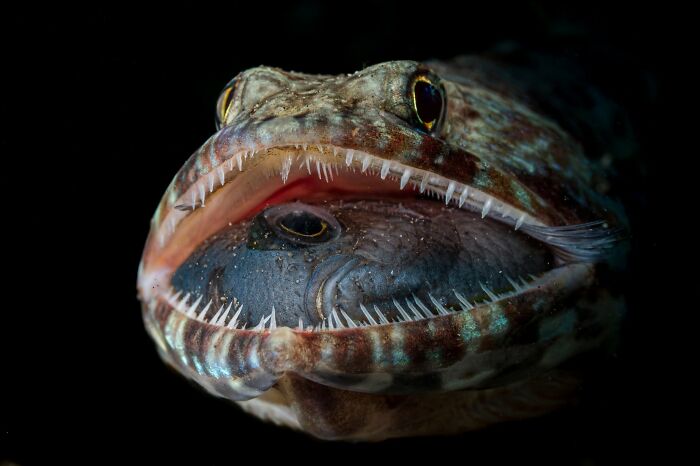 45 Wild Animal Pics That Make You Go Whoa, Nature Is Crazy Cool