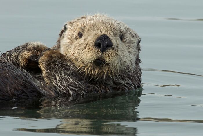 45 Wild Animal Pics That Make You Go Whoa, Nature Is Crazy Cool