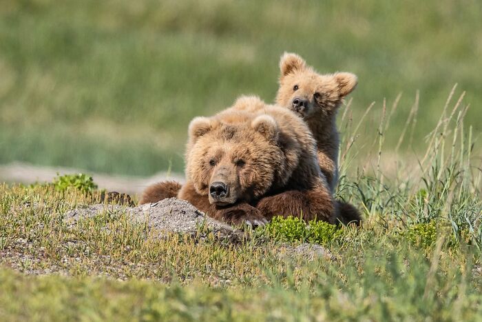 45 Wild Animal Pics That Make You Go Whoa, Nature Is Crazy Cool