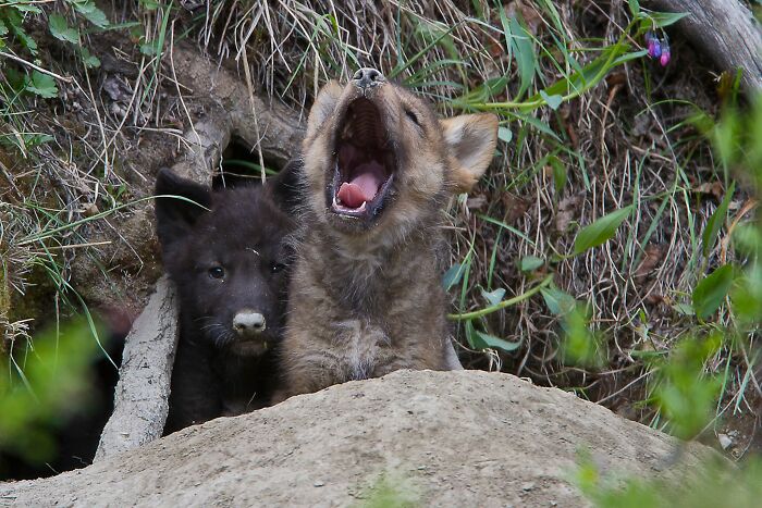 45 Wild Animal Pics That Make You Go Whoa, Nature Is Crazy Cool