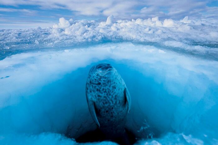 45 Wild Animal Pics That Make You Go Whoa, Nature Is Crazy Cool