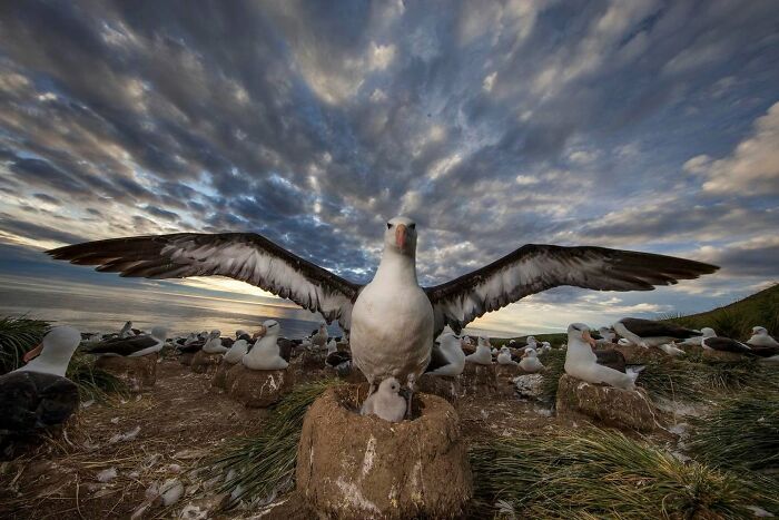 45 Wild Animal Pics That Make You Go Whoa, Nature Is Crazy Cool