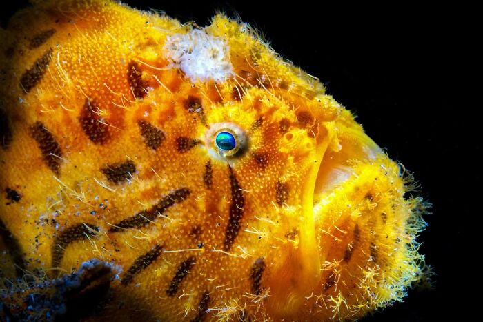 45 Wild Animal Pics That Make You Go Whoa, Nature Is Crazy Cool