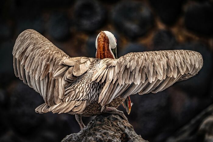 45 Wild Animal Pics That Make You Go Whoa, Nature Is Crazy Cool