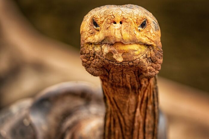 45 Wild Animal Pics That Make You Go Whoa, Nature Is Crazy Cool