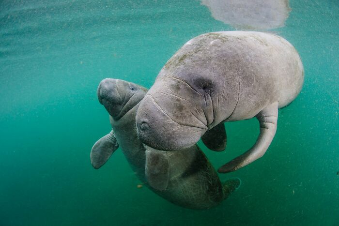 45 Wild Animal Pics That Make You Go Whoa, Nature Is Crazy Cool