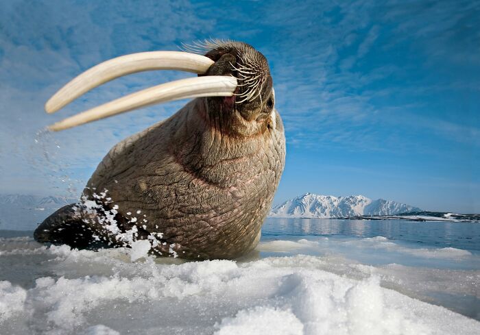 45 Wild Animal Pics That Make You Go Whoa, Nature Is Crazy Cool
