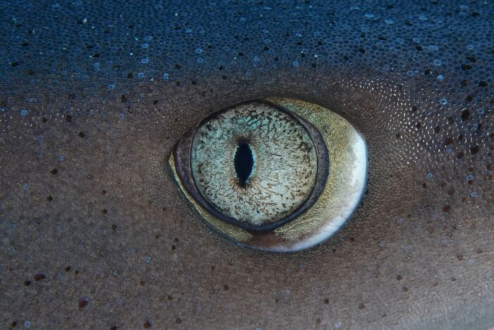 45 Wild Animal Pics That Make You Go Whoa, Nature Is Crazy Cool