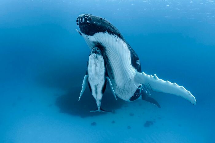 45 Wild Animal Pics That Make You Go Whoa, Nature Is Crazy Cool