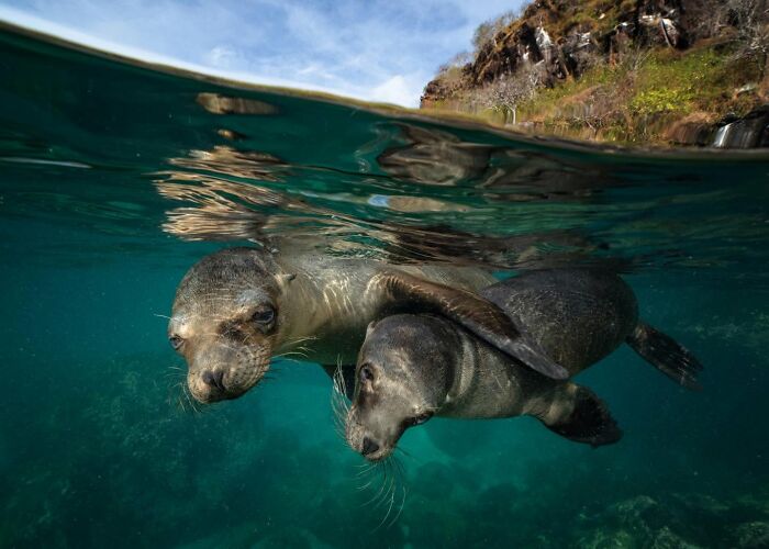 45 Wild Animal Pics That Make You Go Whoa, Nature Is Crazy Cool