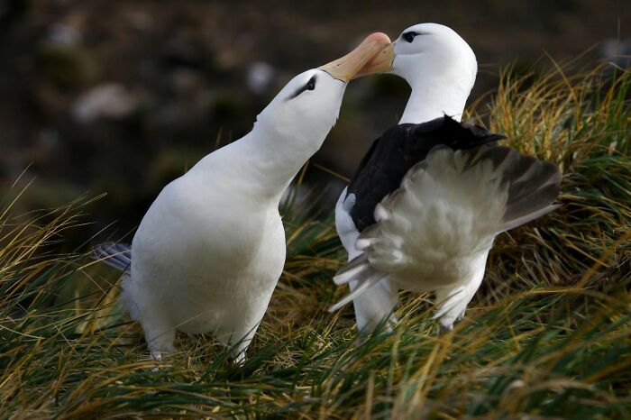 45 Wild Animal Pics That Make You Go Whoa, Nature Is Crazy Cool