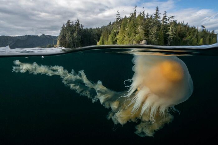 45 Wild Animal Pics That Make You Go Whoa, Nature Is Crazy Cool
