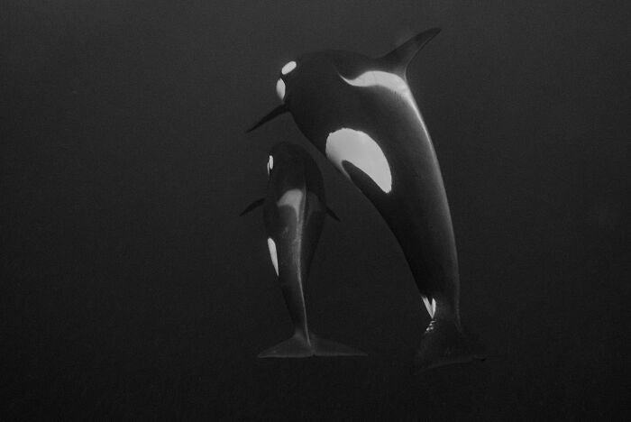 45 Wild Animal Pics That Make You Go Whoa, Nature Is Crazy Cool