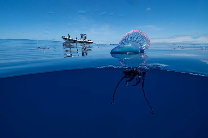 45 Wild Animal Pics That Make You Go Whoa, Nature Is Crazy Cool