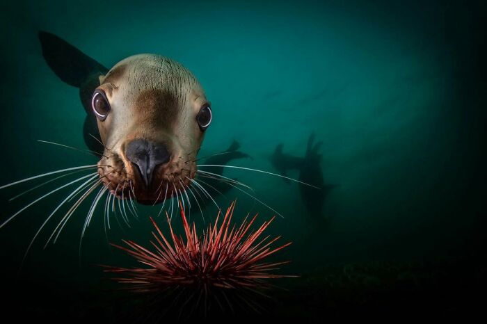45 Wild Animal Pics That Make You Go Whoa, Nature Is Crazy Cool