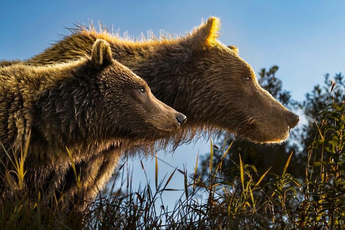 45 Wild Animal Pics That Make You Go Whoa, Nature Is Crazy Cool