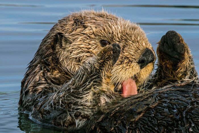 45 Wild Animal Pics That Make You Go Whoa, Nature Is Crazy Cool
