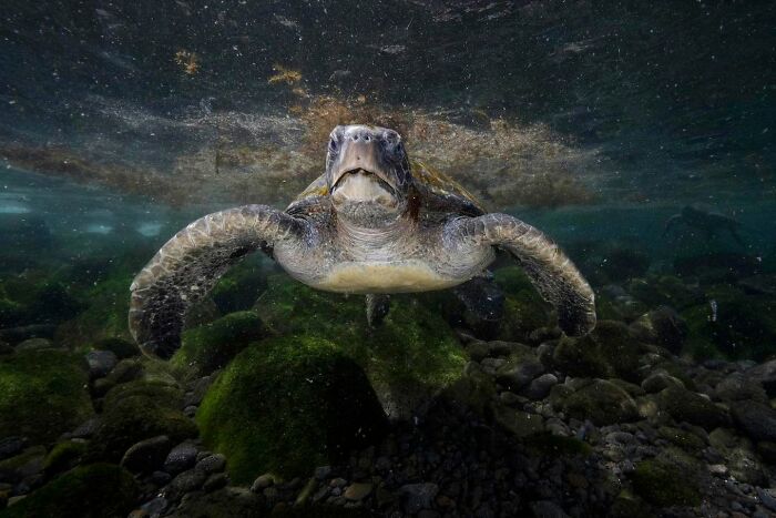 45 Wild Animal Pics That Make You Go Whoa, Nature Is Crazy Cool