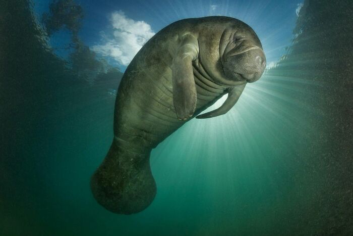 45 Wild Animal Pics That Make You Go Whoa, Nature Is Crazy Cool