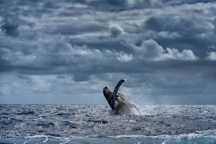 45 Wild Animal Pics That Make You Go Whoa, Nature Is Crazy Cool
