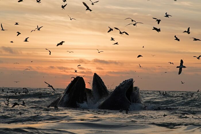 45 Wild Animal Pics That Make You Go Whoa, Nature Is Crazy Cool