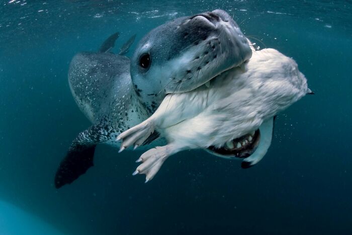 45 Wild Animal Pics That Make You Go Whoa, Nature Is Crazy Cool