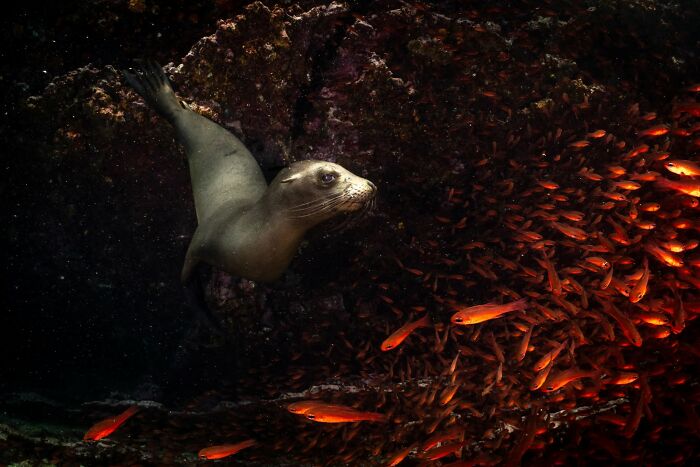 45 Wild Animal Pics That Make You Go Whoa, Nature Is Crazy Cool