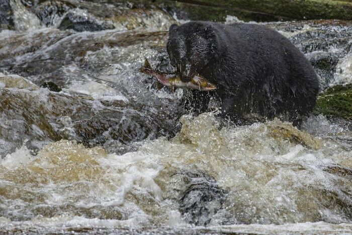 45 Wild Animal Pics That Make You Go Whoa, Nature Is Crazy Cool