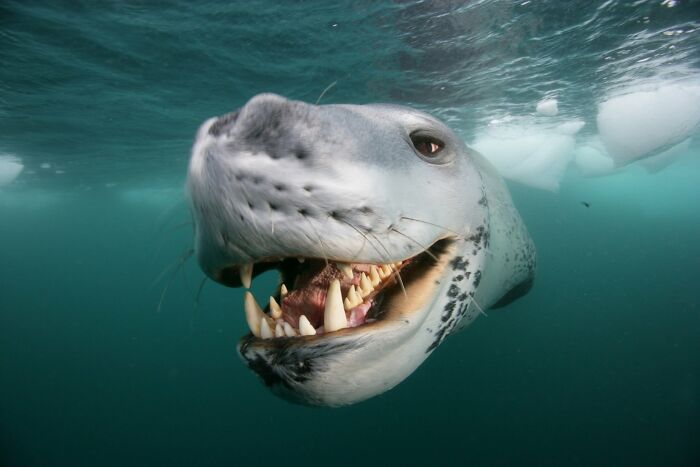 45 Wild Animal Pics That Make You Go Whoa, Nature Is Crazy Cool